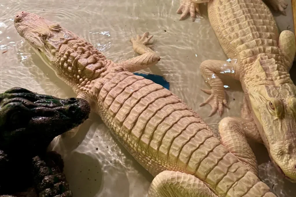 Un par de caimanes albinos dentro del hábitat Bayou Atrium en el Paragon Casino Resort.